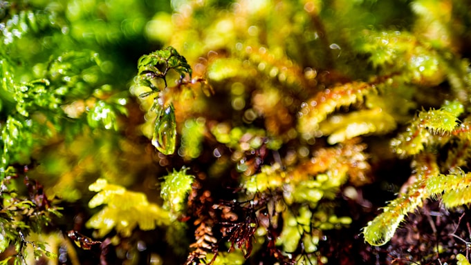 A close-up of fresh, vibrant sea moss strands glistening with natural moisture.