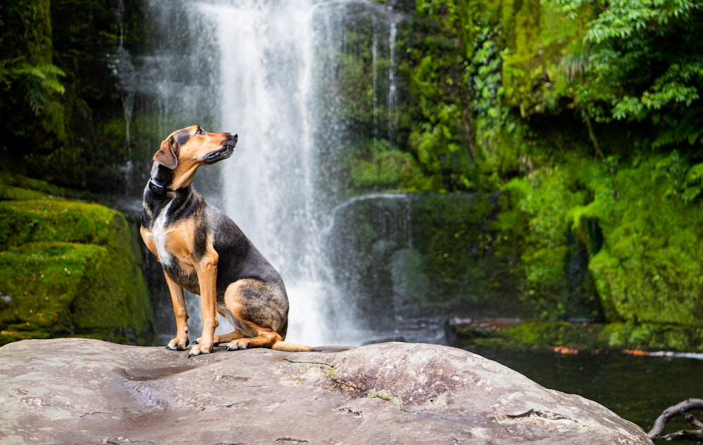 a dog sitting on a rock in front of a waterfall