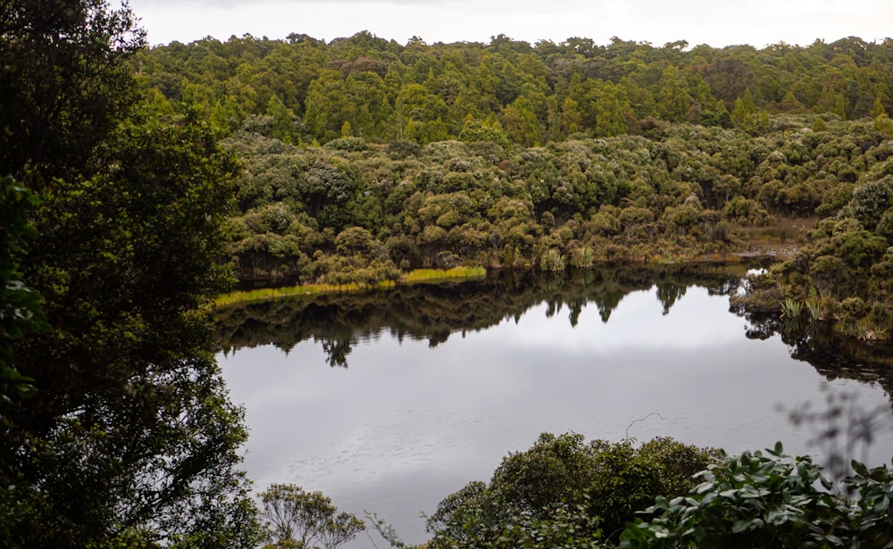 a large body of water surrounded by trees