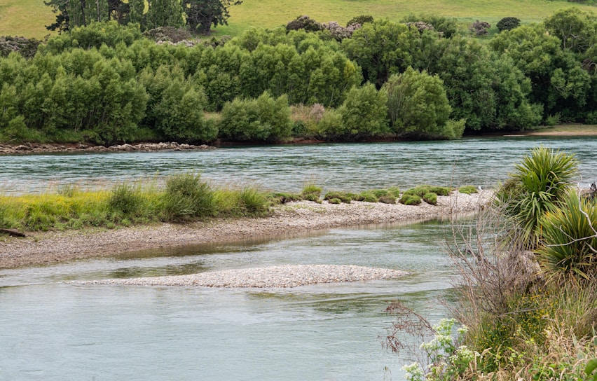 A serene riverbank showing a recently restored natural flow with native plants thriving along the edges.