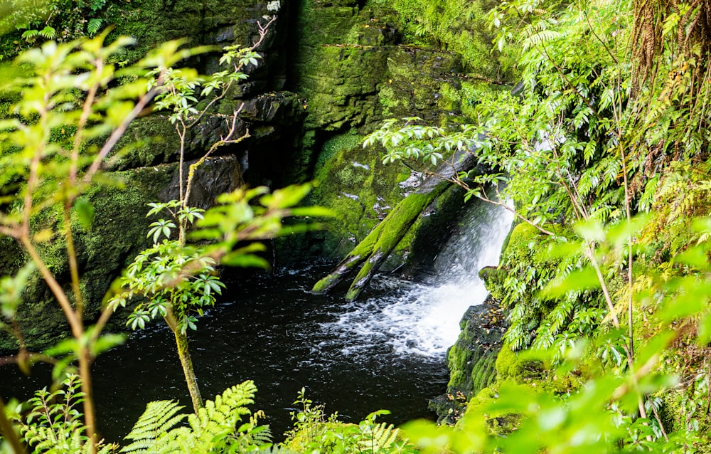 a small waterfall in the middle of a forest