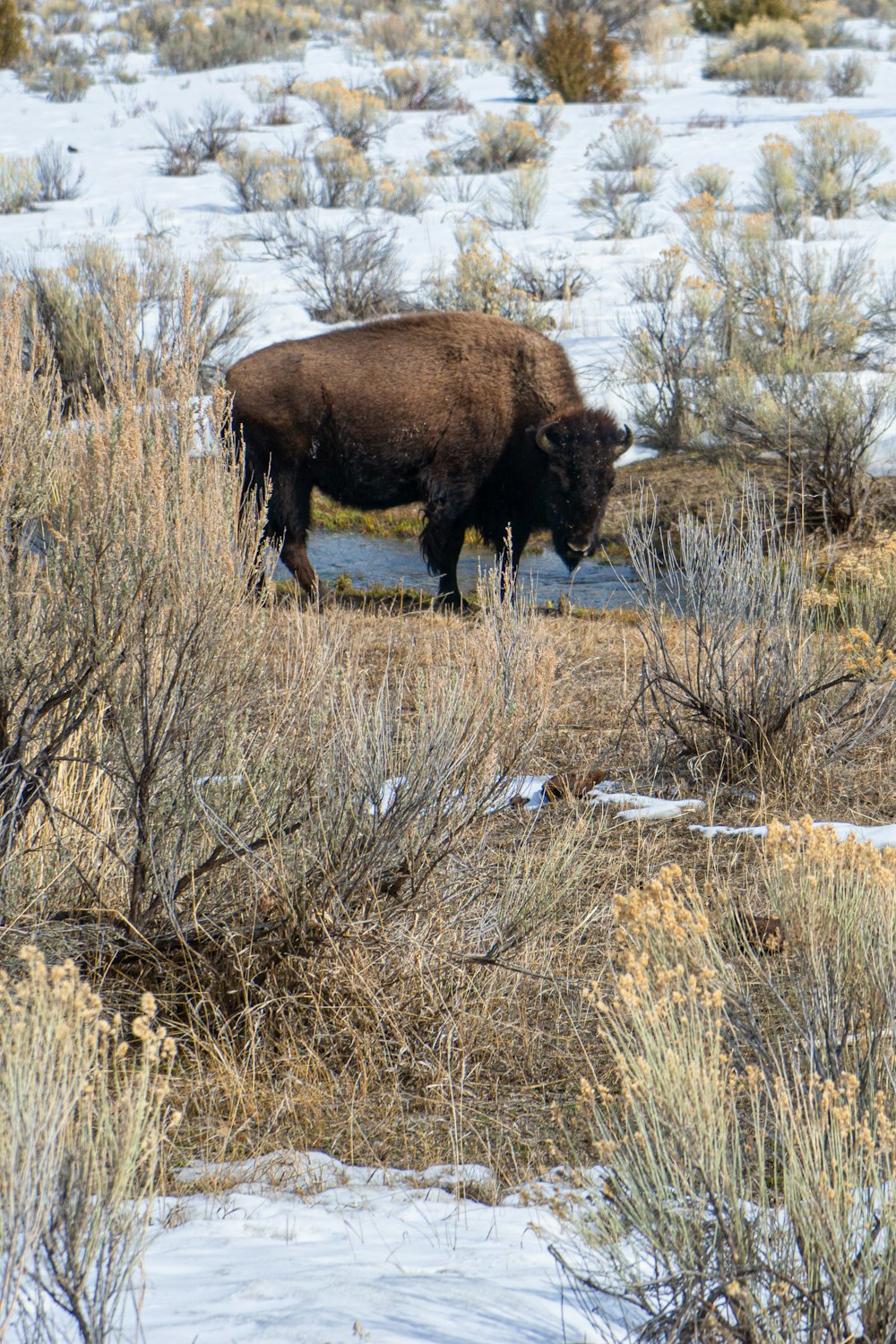 a bison is walking through a snowy field