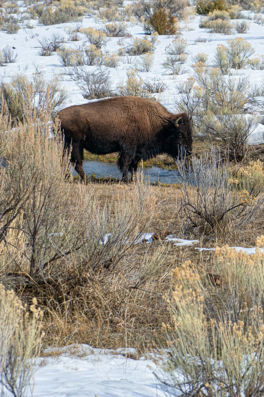 um bisão está de pé em um campo nevado