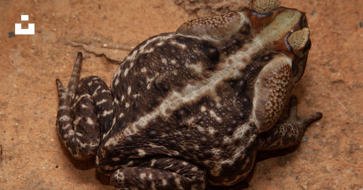 A close up of a frog on the ground photo – Free Brazil Image on Unsplash