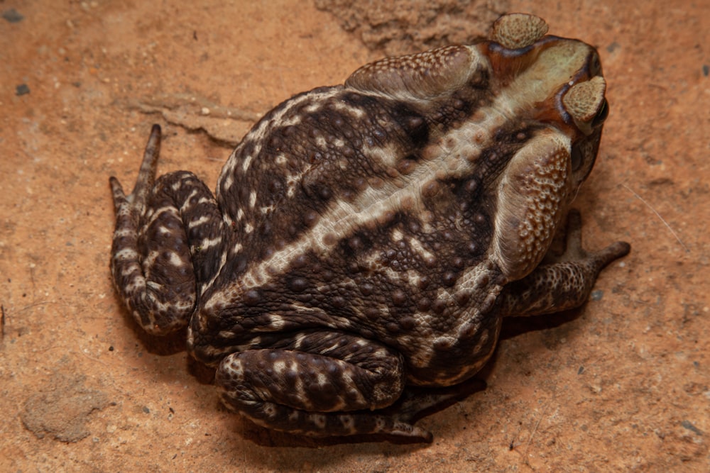 a close up of a frog on the ground