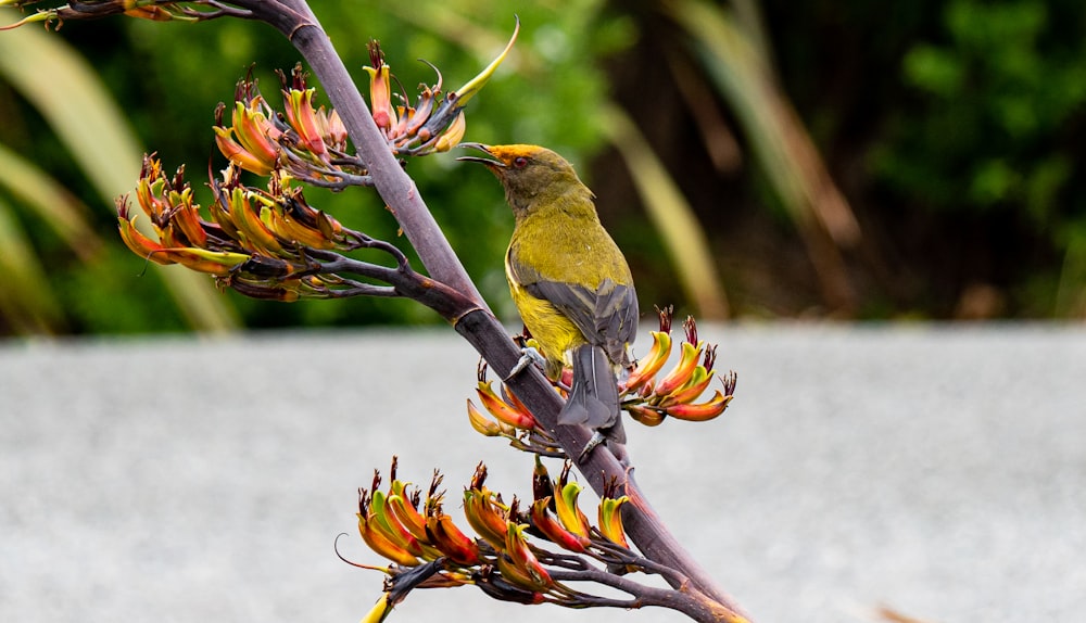 a small yellow bird perched on top of a tree branch