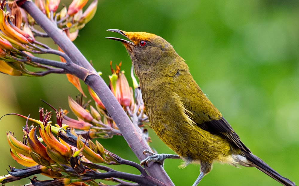 a small yellow bird perched on a tree branch