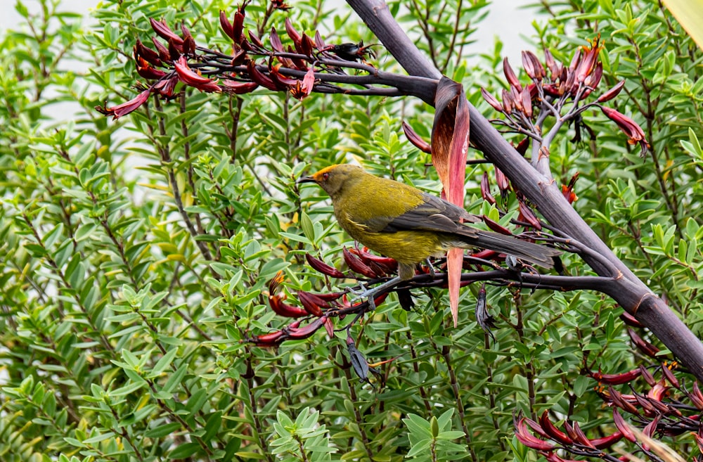 a small bird sitting on a branch of a tree