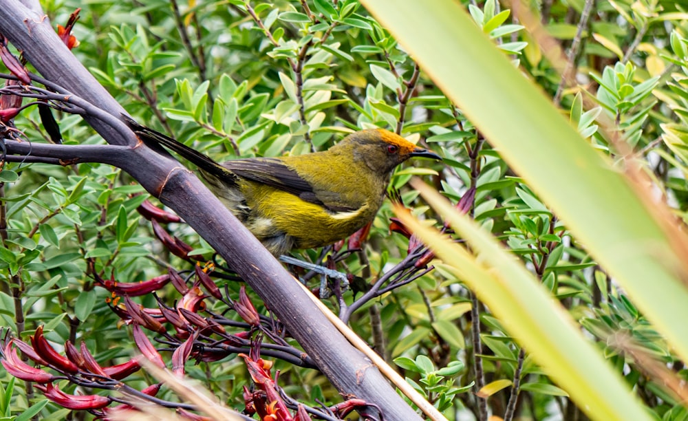 a yellow and green bird sitting on a tree branch