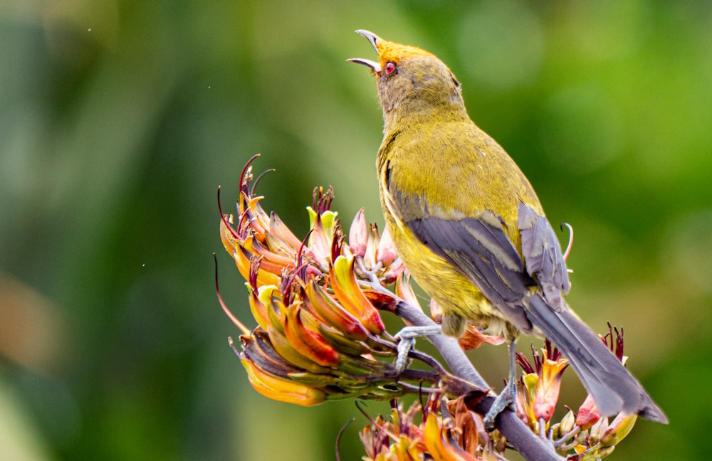 a yellow bird sitting on top of a tree branch