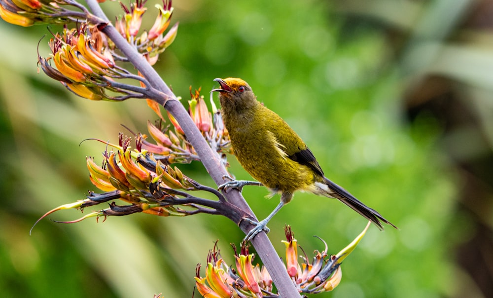 a small yellow bird perched on top of a flower