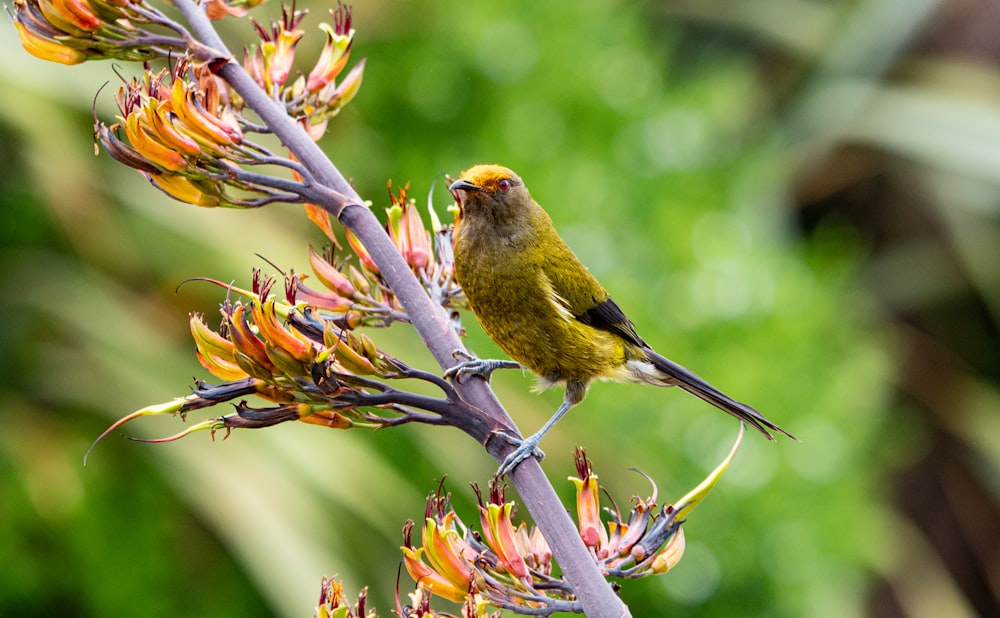 a small yellow bird perched on a flower