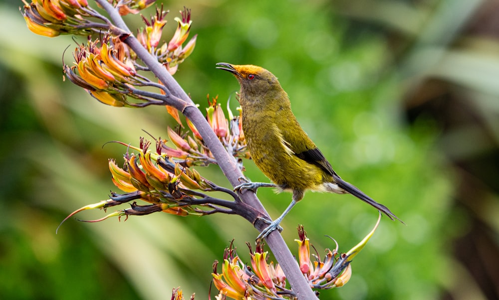 a small yellow bird perched on a flower