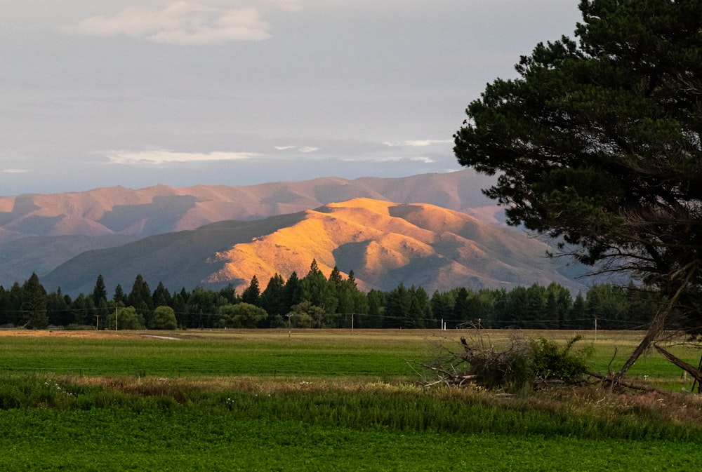 Un campo con árboles y montañas al fondo