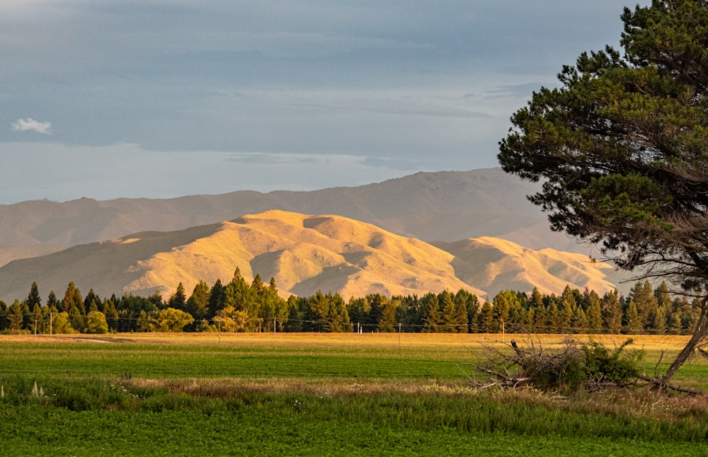 a field with a tree and mountains in the background