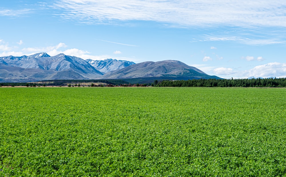 a green field with mountains in the background