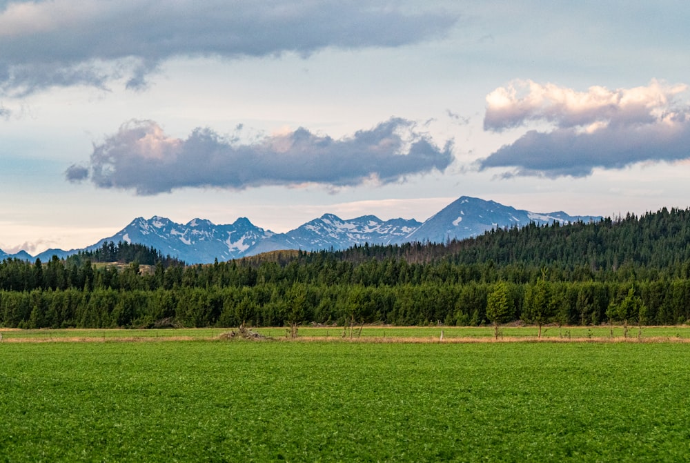 a green field with mountains in the background