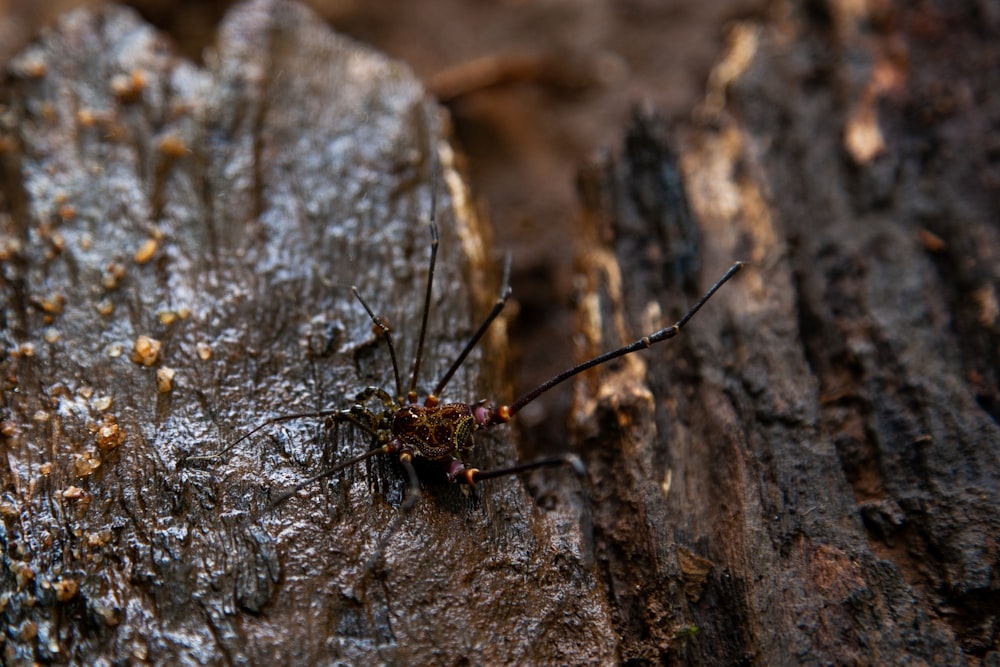 Un primer plano de un insecto en un trozo de madera