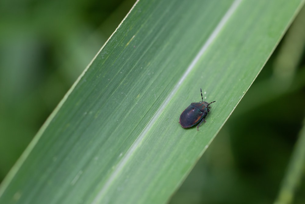 a bug is sitting on a green leaf