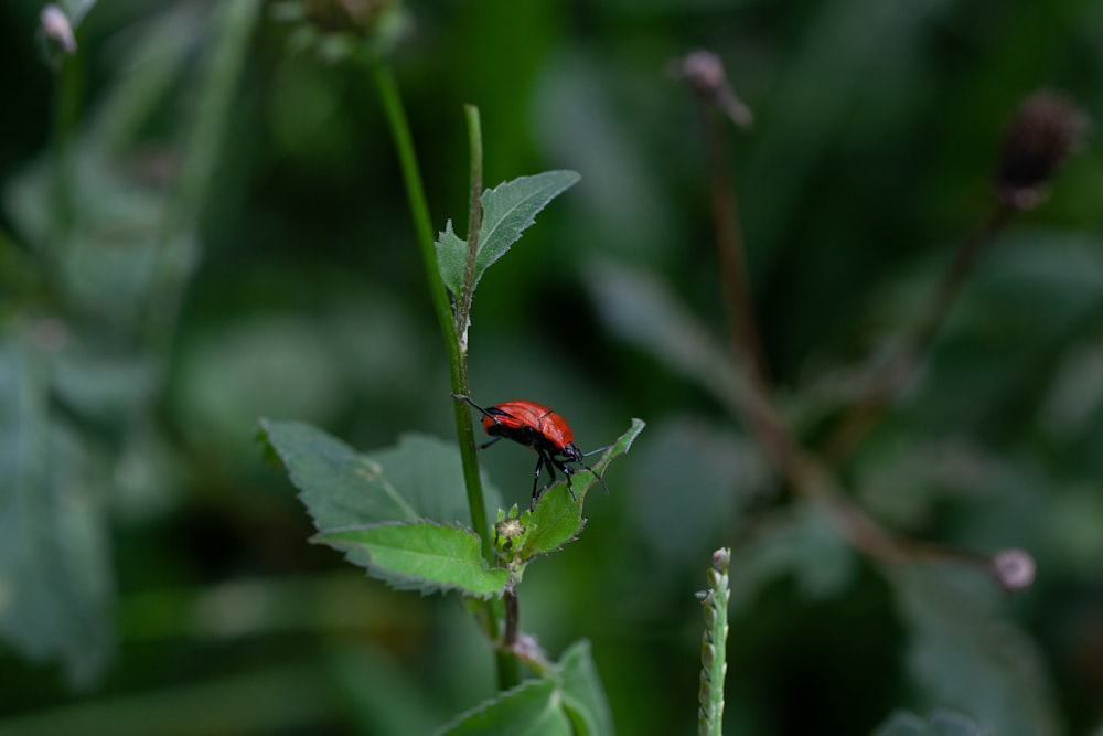 a red bug sitting on top of a green leaf