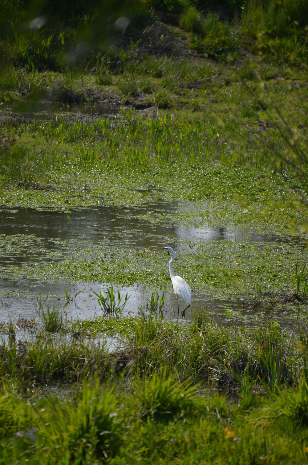 a white bird standing in a swampy area