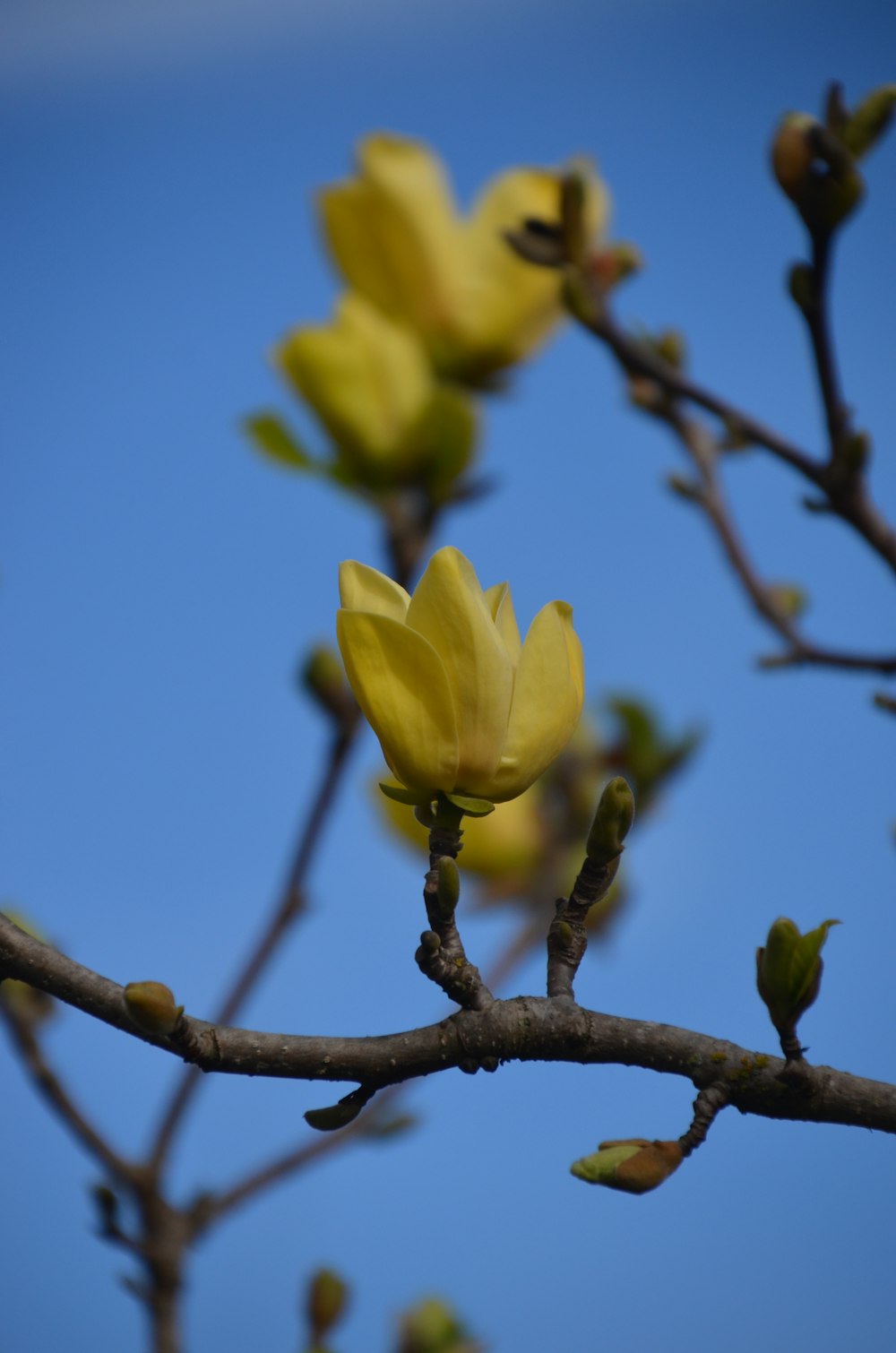 a yellow flower on a tree branch with a blue sky in the background