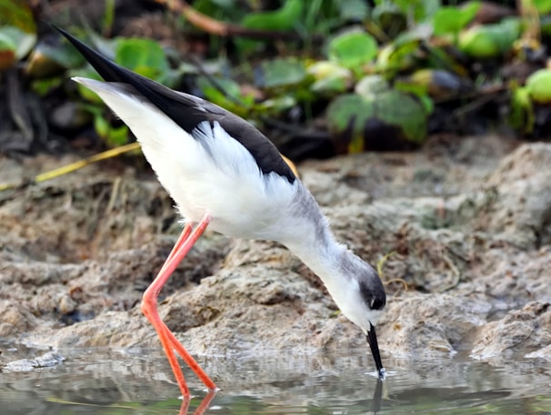 the black winged stilt