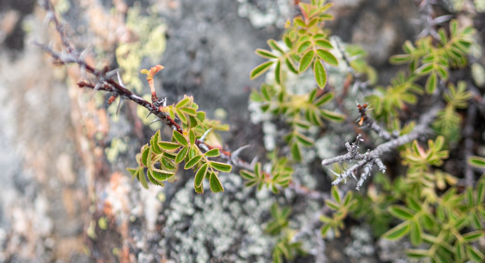 a close up of a plant on a rock