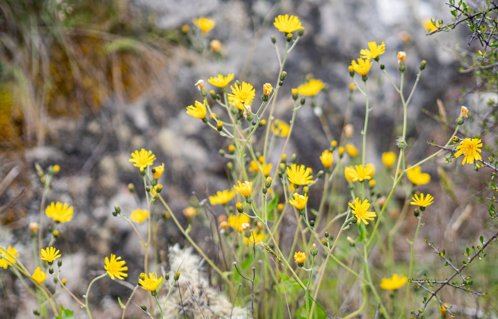 a bunch of yellow flowers in a field