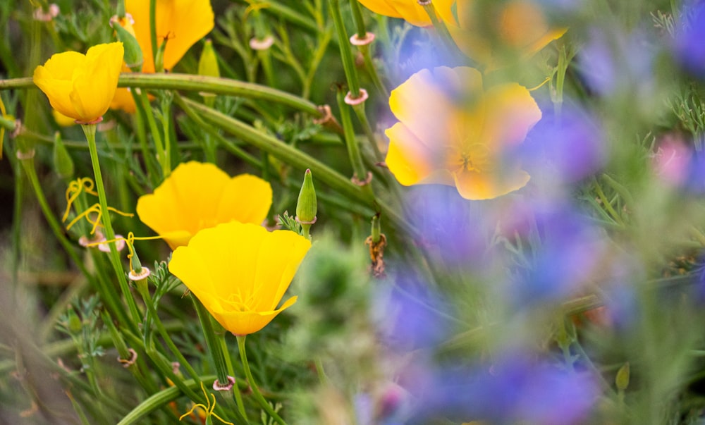 a bunch of flowers that are in the grass