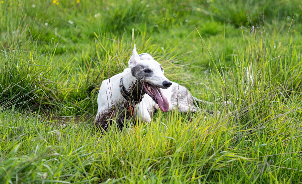 a dog laying in the grass with its tongue out