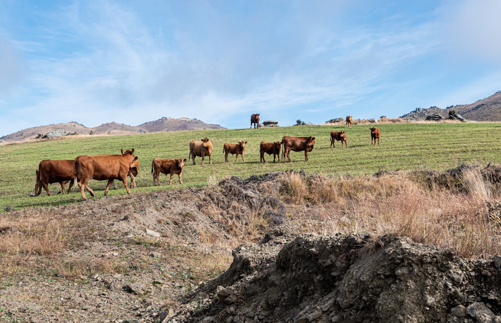 a herd of cattle standing on top of a grass covered field