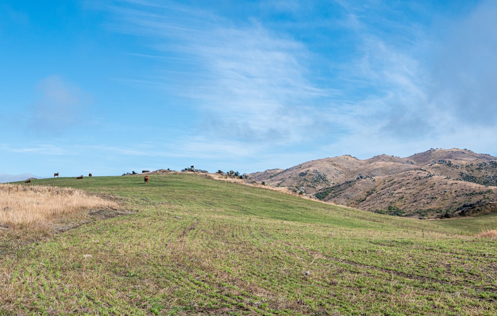 a grassy field with hills in the background