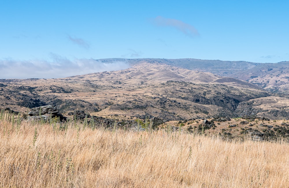 a field with a mountain range in the background