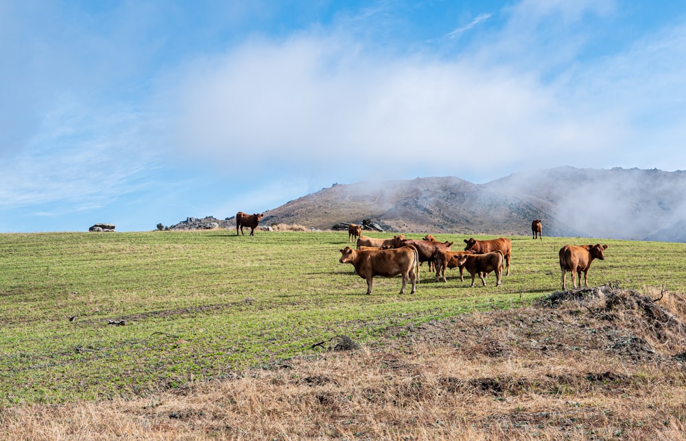 a herd of cattle standing on top of a grass covered field