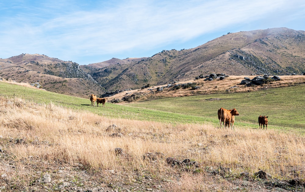 a herd of cattle grazing on a lush green hillside