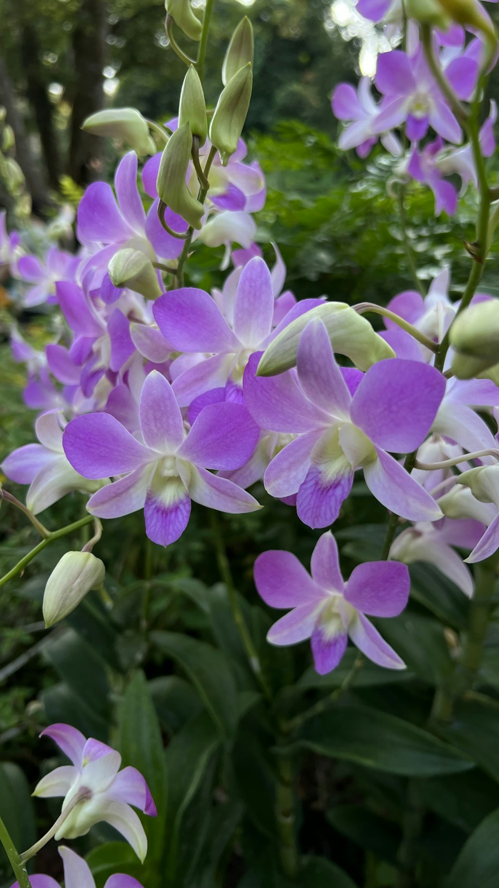 Un mazzo di fiori viola e bianchi in un giardino