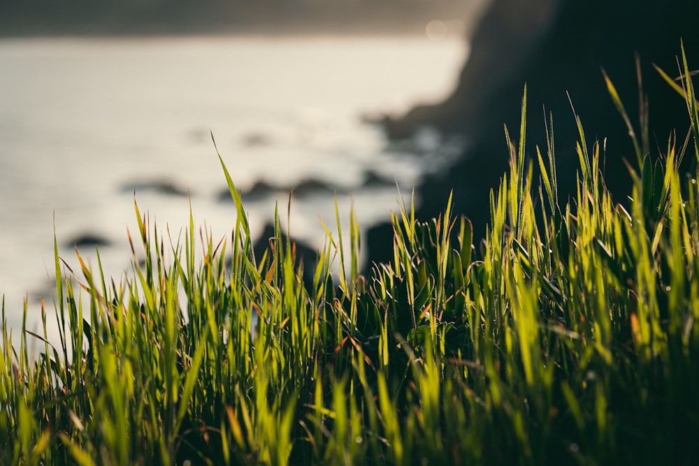 a close up of some grass near a body of water