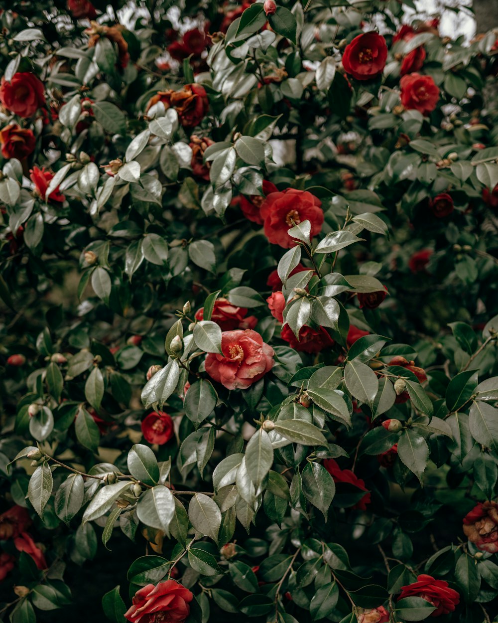 a bush with red flowers and green leaves