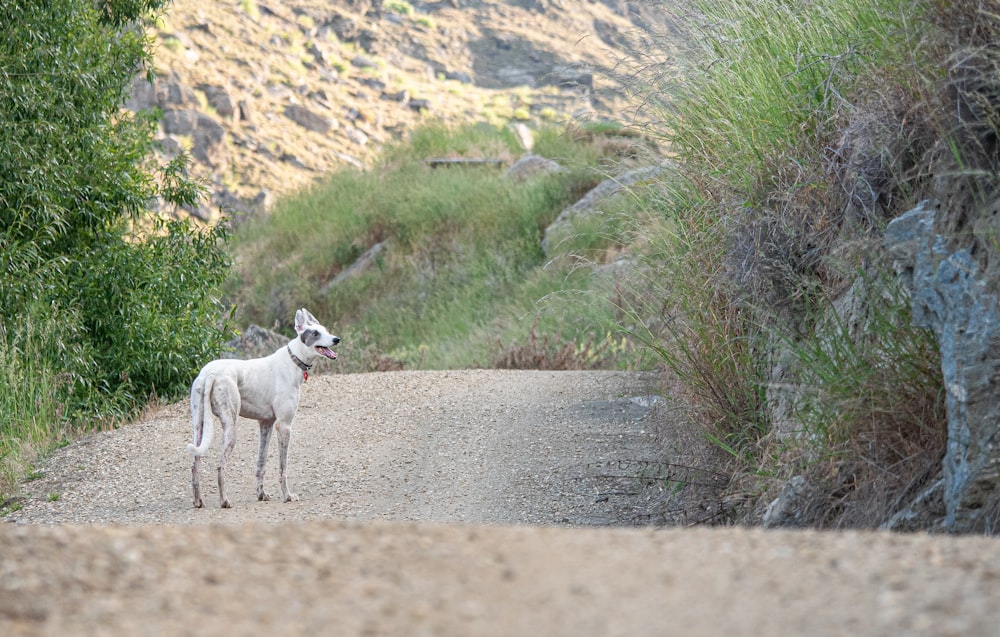 a small white dog standing on a dirt road