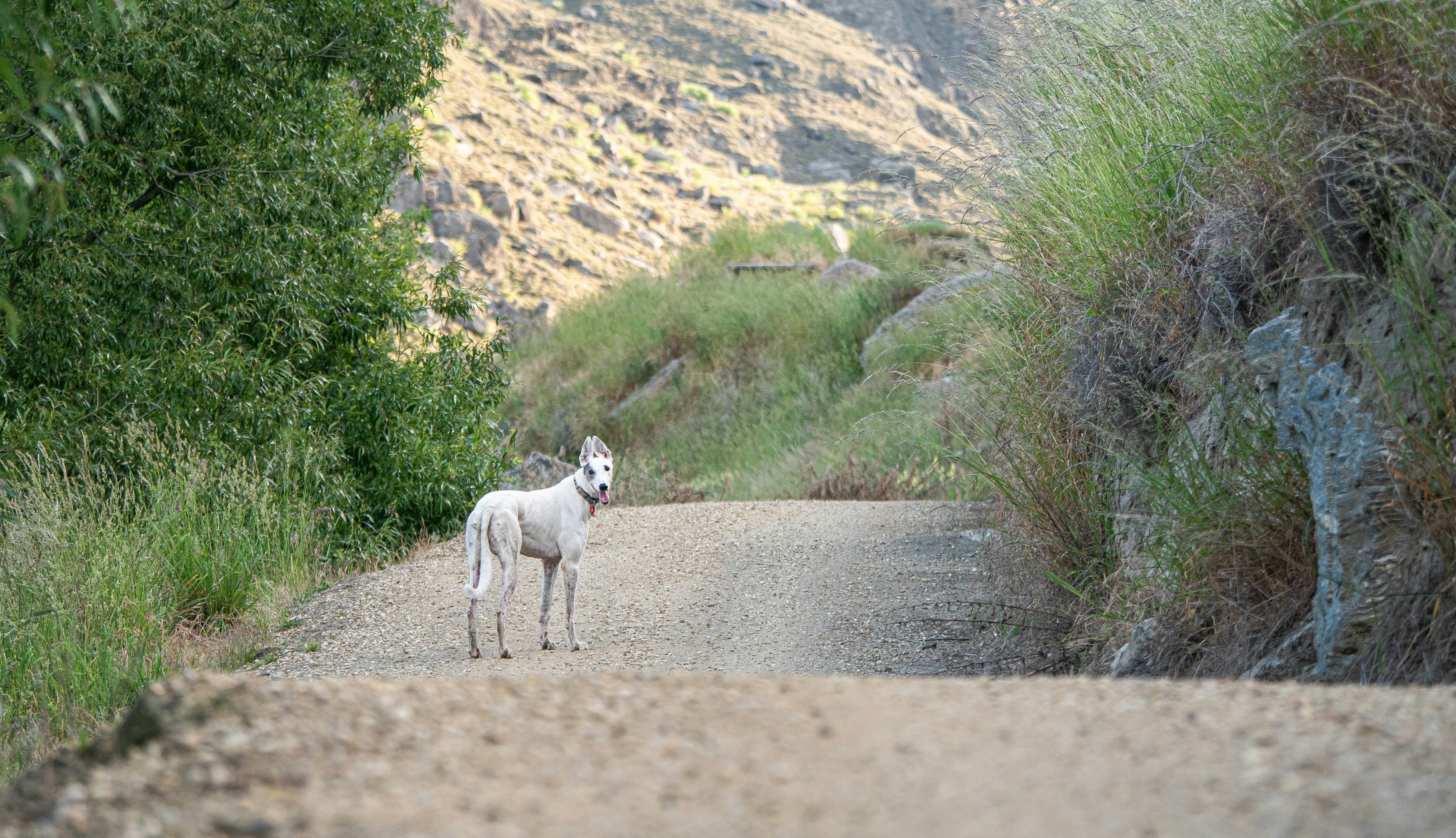 a small white dog standing on a dirt road
