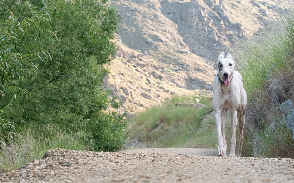 a white dog running down a dirt road