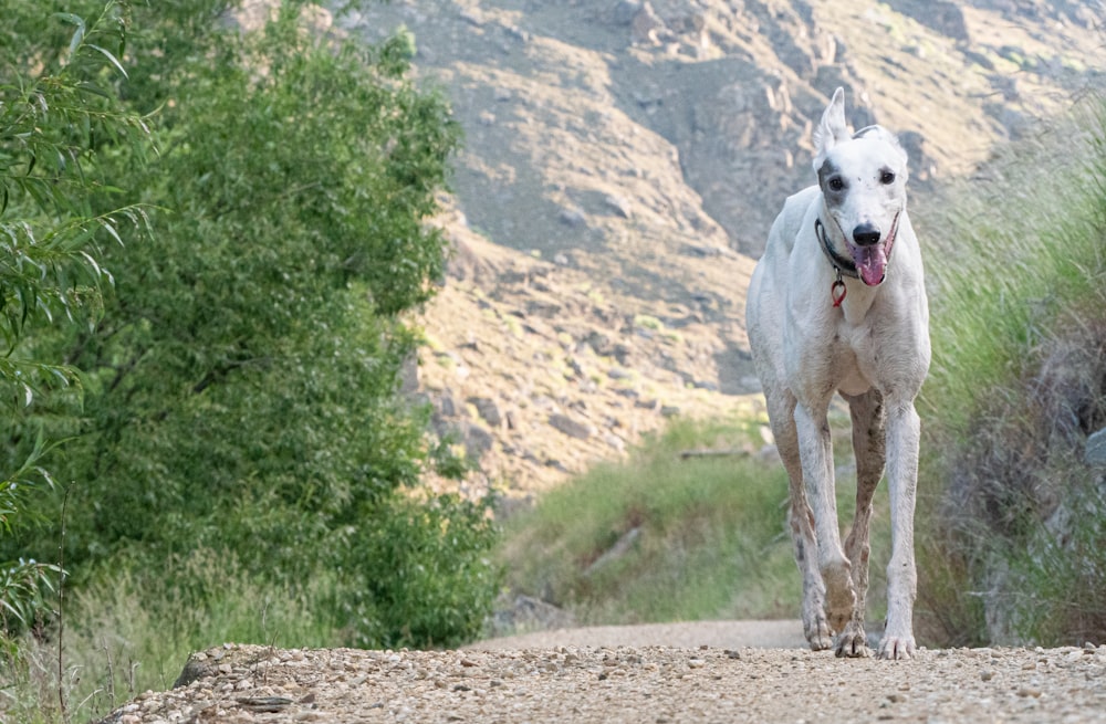 a white dog walking down a dirt road