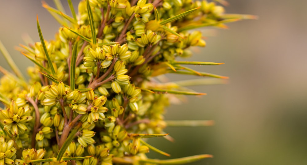 a close up of a plant with yellow flowers