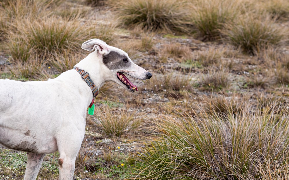 a white dog standing on top of a grass covered field