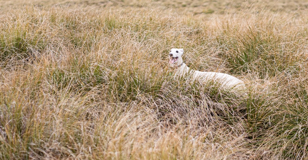 a white dog laying in a field of tall grass