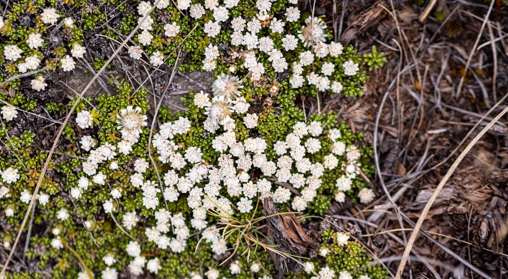 a close up of a plant with white flowers