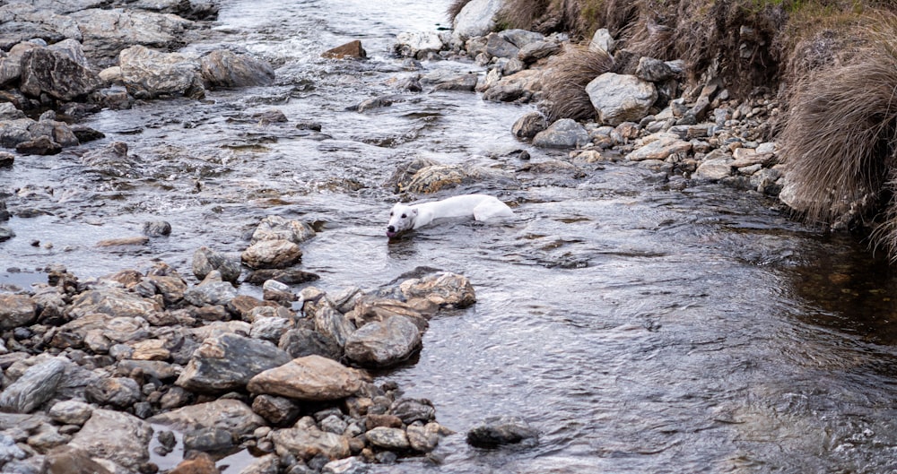 a dog is swimming in a stream of water