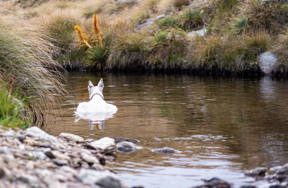 a white swan is floating in a body of water