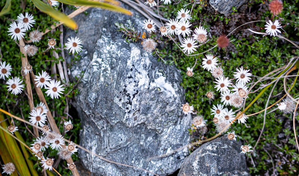 a bunch of white flowers growing out of a rock